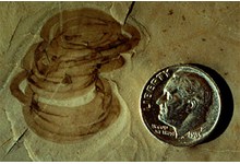 Грипания (Grypania) — по-видимому, старый ископаемый организм макроскопических размеров. Большая часть исследователей трактуют ее как многоклеточную водоросль. Древнейшие находки имеют возраст около 1,9 млрд лет. Фото с сайта www.peripatus.gen.nz