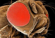 Drosophila melanogaster. Фото с сайта pbs.org
