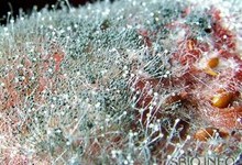 �������� ����� (Botrytis cinerea)