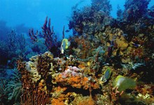 Здоровые коралловые рифы отличаются чрезвычайным разнообразием обитающих здесь животных и растений. Фото с сайта www.safmc.net