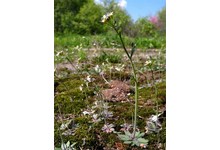 Резушка Таля (Arabidopsis thaliana) — повсеместно встречающееся растение семейства крестоцветных, ставшее для специалистов по генетике растений таким же излюбленным объектом, как дрозофила — для исследователей генетики животных