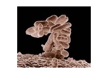 9567-bakterias.jpg