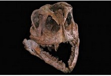 9567-cherep_dino.jpg