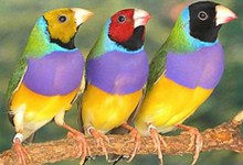 Цветные птички