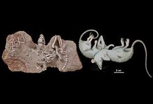 доисторические сумчатые