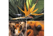 9567-flower4.jpg