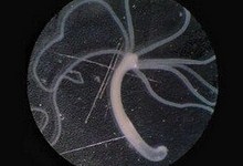 9567-gidra.jpg