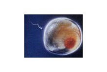 9567-iajcekletka-i-spermatozoid.jpg