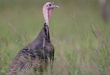 9567-indeika.jpg