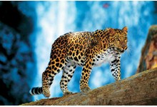 9567-leopard2.jpg