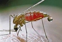 9567-malaria.jpg