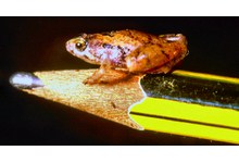 9567-microhyla.jpg