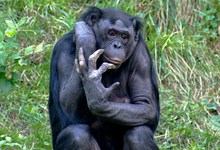 9567-obezyani.jpg