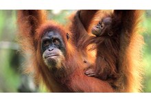 9567-orangutan3.jpg