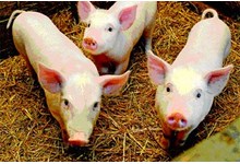 9567-pigs3.jpg