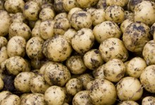 9567-potato2.jpg