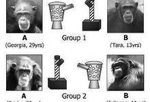 9567-shimpanze3.jpg