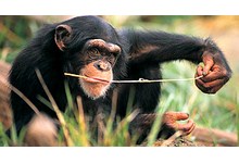 9567-shimpanze4.jpg