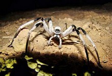 9567-spider-specie.jpg
