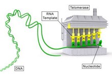 9567-telomerase.jpg