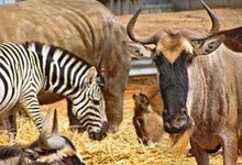 9567-zoo.jpg