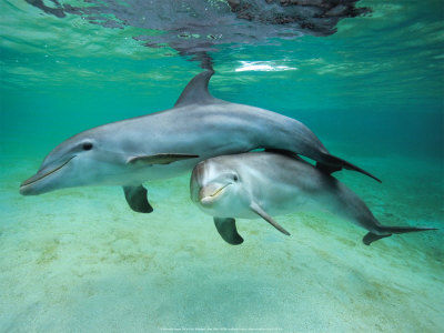http://sbio.info/datas/users/0-1374615578_dolphins.jpg