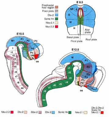 Гены, регулирующие развитие нервной пластинки и трубки в ходе эмбрионального развития мыши