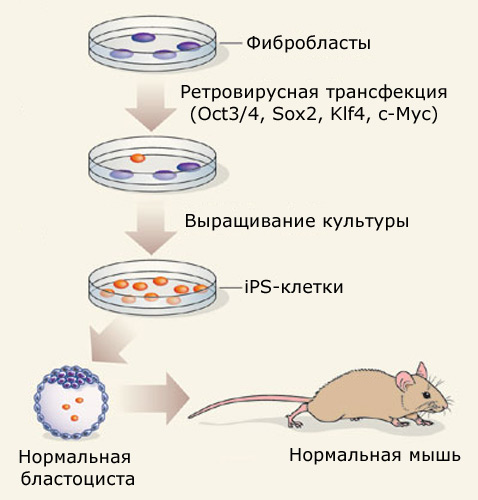 Китайцы впервые вырастили мышат из притворяющихся клеток 7