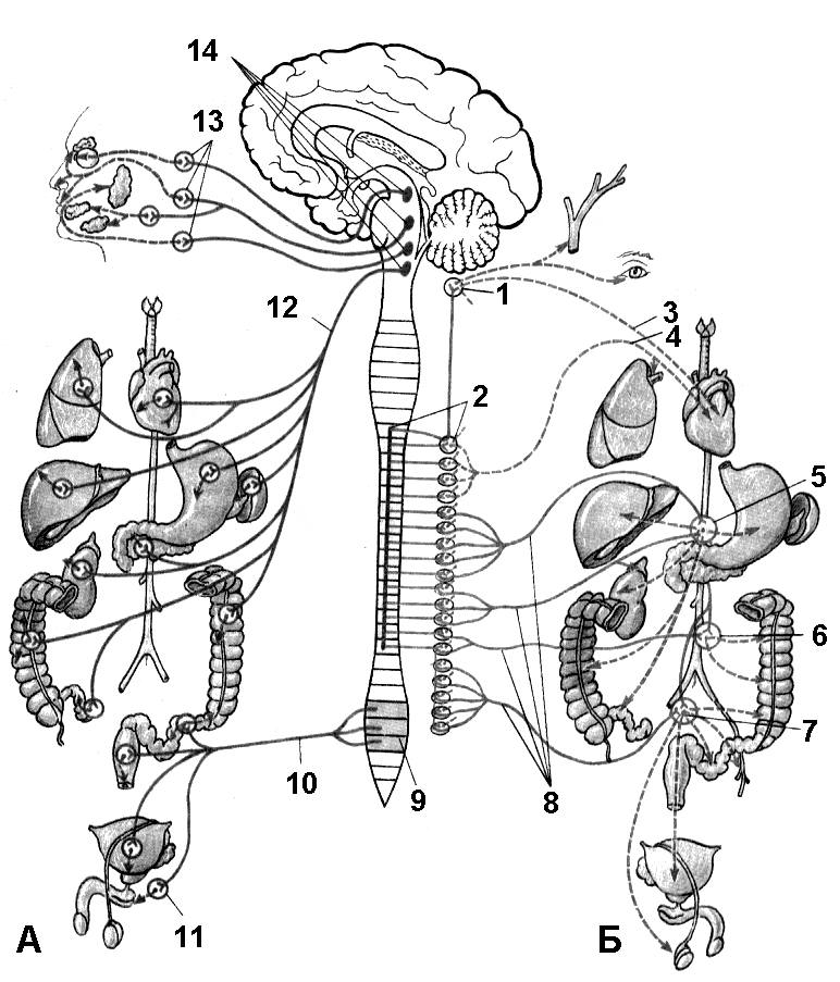 Рис. 233. Схема строения парасимпатической (А) и симпатической (Б) частей вегетативной нервной системы