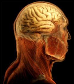 Кора головного мозга взрослого человека, иллюстрация Science Photo Library