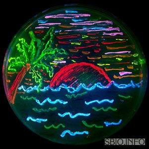 На агаровой пластинке с помощью разноцветных флуоресцентных колоний бактерий можно рисовать картины. Фото: University of California, San Diego