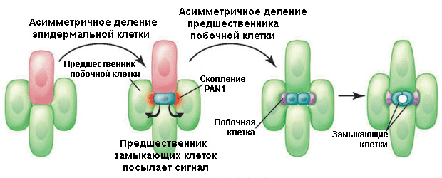 Схема развития клеток устьиц на листьях кукурузы