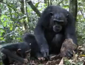 Шимпанзе из национального парка 