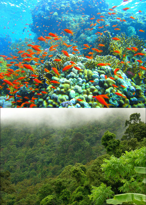 коралловые рифы_тропический лес