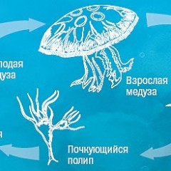 размножение медуз