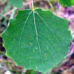 лист осины