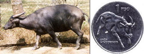 На снимке слева — тамарау. Хотя это животное из рода буйволов, издалека оно выглядит крупной овцой. Кстати, тамарау — национальная гордость филиппинцев. Посмотрите, на снимке справа — изображение животного на филиппинском песо (фото с сайтов ultimateungulate.com и omnicoin.com).
