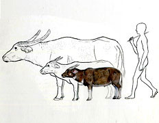 Дюймовочка-буйвол дополнила картину филиппинской эволюции