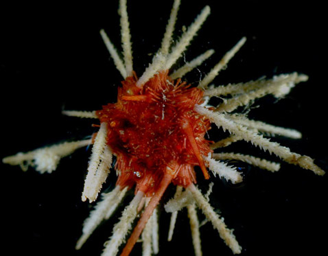 Морской ёж <i>Ctenocidaris</i> — один из удивительных видов, обитающих на дне океана (фото Armin Rose/German Center for Marine Biodiversity).