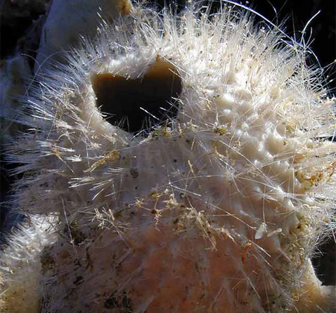 В море Уэдделла нашли, к примеру, эту стеклянную губку (фото Armin Rose/German Center for Marine Biodiversity).
