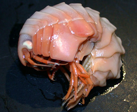 Этот ярко окрашенный представитель семейства ракообразных <i>Epimeriidae</i> — первый глубоководный обитатель среди видов своей группы (фото BAS).