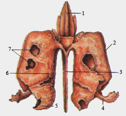 Решетчатая кость (вид сзади)