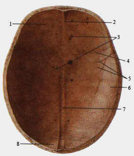 Крыша (свод) черепа (вид со стороны полости черпа)