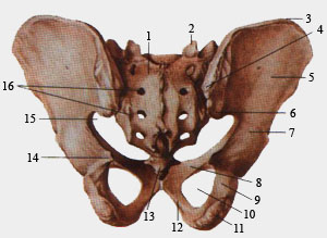 Скелет мужского таза. Вид сзади.
