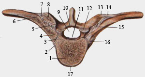 Реберно-позвоночные суставы. Поперечный разрез через позвоночный столб на уровне VI грудного позвонка.