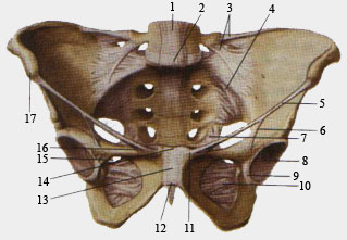 Соединения и связки женского таза. Вид спереди.