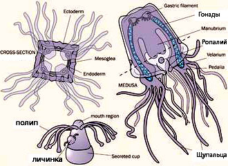 Схематическое строение кубомедузы (справа), ее поперечное сечение (слева) и строение полипа с отпочковывающейся личинкой — будущей медузой (внизу). Рис. с сайта animaldiversity.ummz.umich.edu