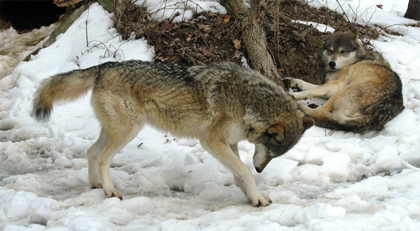 У волков очень сложная система соц отношений и жесткая иерархия. Поведению волка посвящено неограниченное количество работ. Фото с сайта gliving.tv