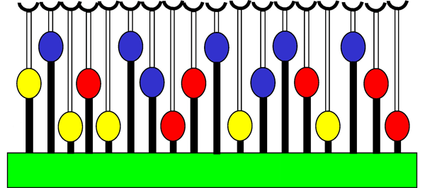 Схема строения участка сикония в разрезе. На внутренней стороне стенки сикония (закрашена зеленым цветом) располагаются цветки. Завязи одних растений находятся ближе к стенке, других — дальше. Агаониды откладывают яйца в основном в удаленные от стенки цветки. Желтым цветом показаны завязи, не зараженные агаонидами, голубым — образовавшиеся из зараженных завязей галлы, в каких развиваются личинки агаонид, красным — галлы, зараженные наездниками (в таких галлах личинка наездника убивает личинку агаониды). По-видимому, агаониды предпочитают откладывать яйца в удаленные от стенки сикония завязи непосредственно потому, что это уменьшает риск заражения будущего галла наездником. Рис. из обсуждаемой статьи в PLoS Biology