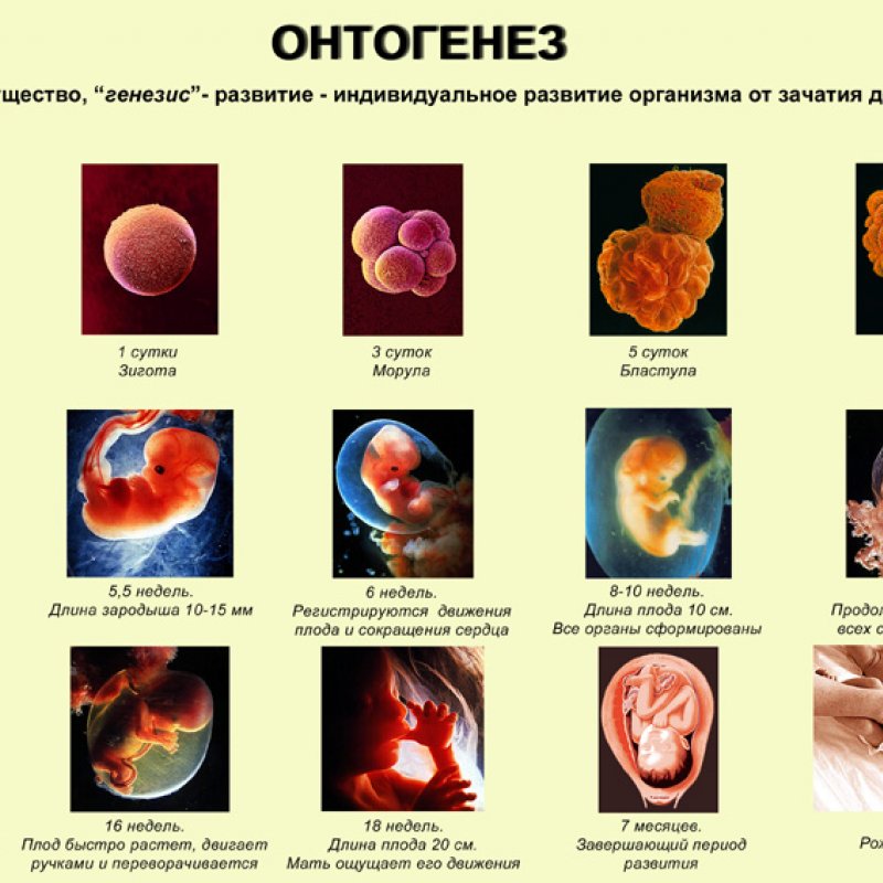 Индивидуальное развитие организма 8 класс презентация